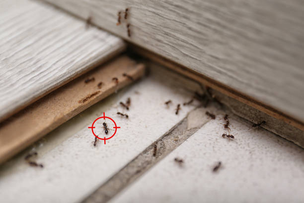 Best Pest Prevention Services  in West Unity, OH